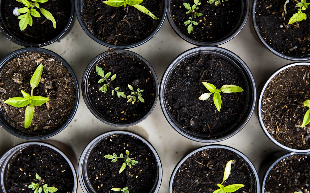 Healthy seedlings thriving with precise watering